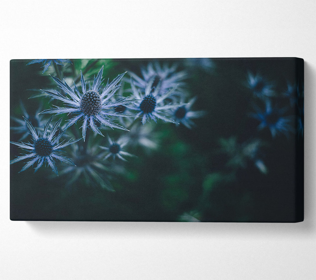  A Canvas Print of Spring thistle Canvas Art