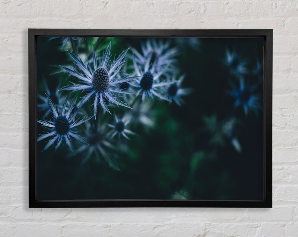 Spring thistle Framed Print