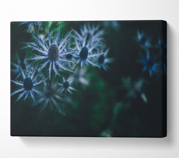  A Canvas Print of Spring thistle Canvas Art