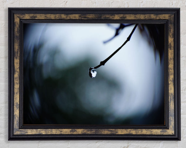 Singele droplet on a twig Framed Print