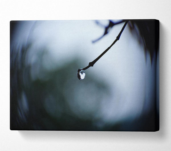  A Canvas Print of Singele droplet on a twig Canvas Print