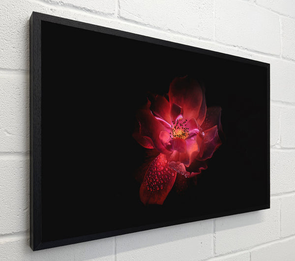 Supreme red flower