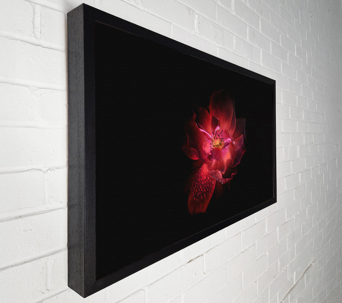  A Canvas Print of Supreme red flower Canvas Print