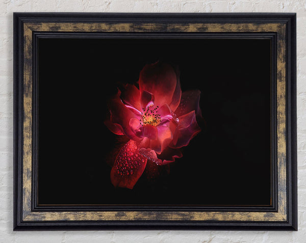 Supreme red flower Framed Print
