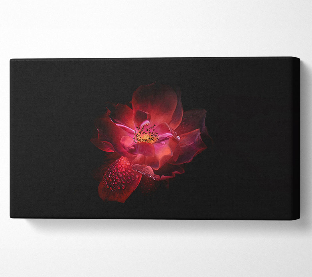  A Canvas Print of Supreme red flower Canvas Print