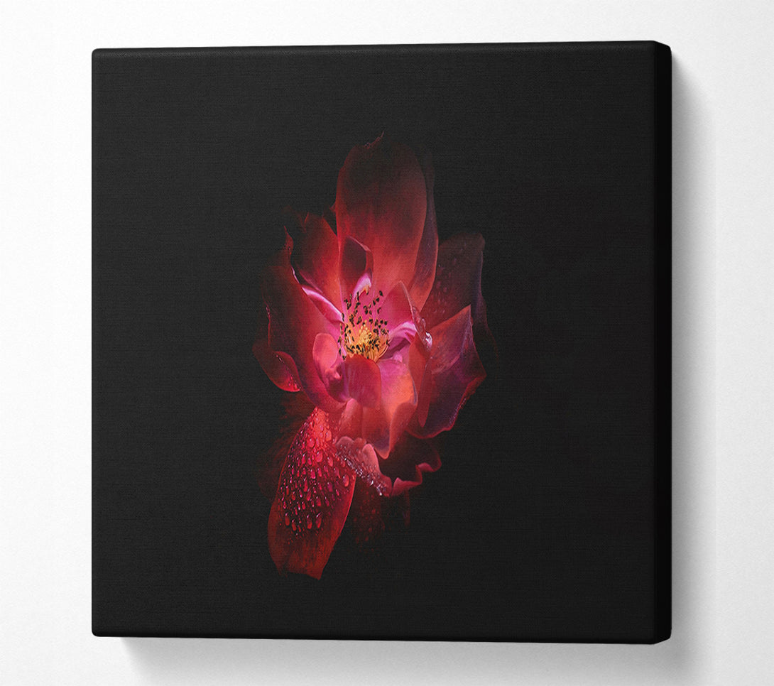  A Canvas Print of Supreme red flower Canvas Print