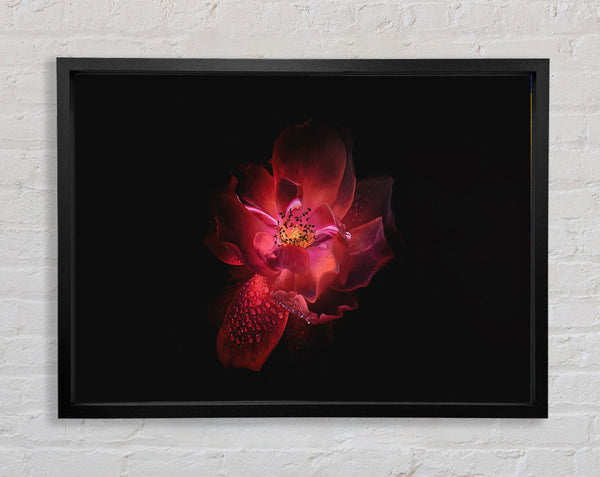 Supreme red flower Framed Print