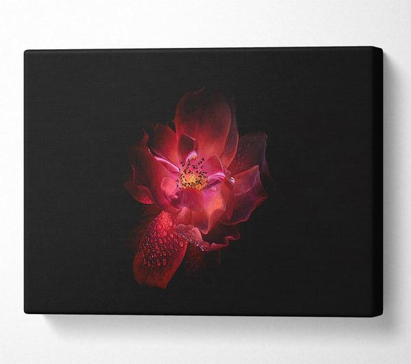  A Canvas Print of Supreme red flower Canvas Print
