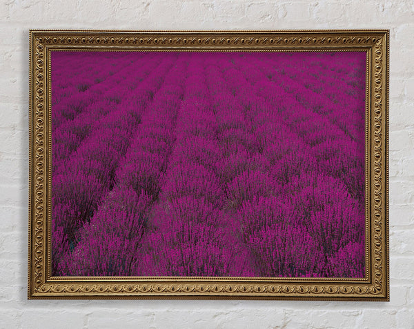 Impressive fields of lavender Framed Print
