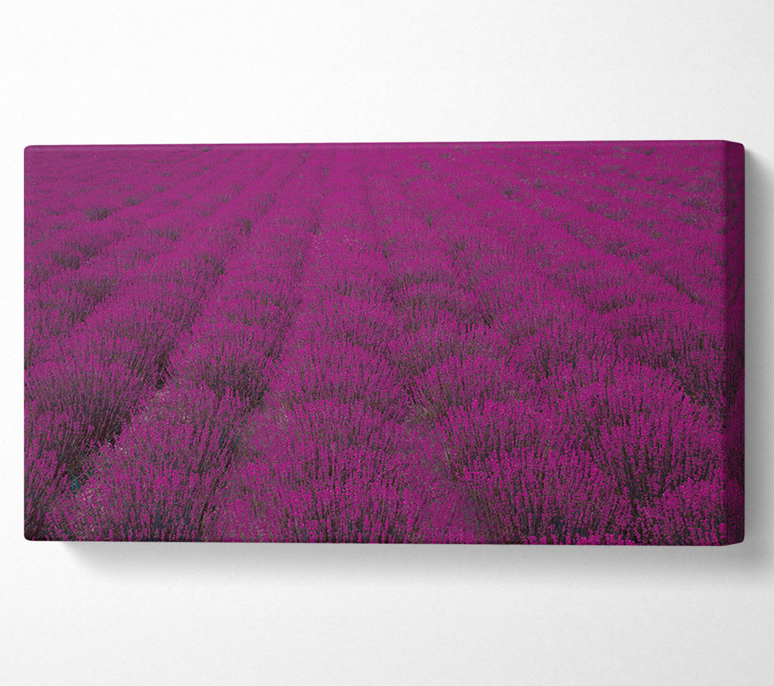  A Canvas Print of Impressive fields of lavender Canvas Art
