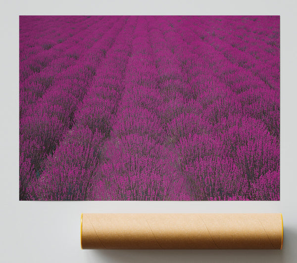 Impressive Fields Of Lavender Poster