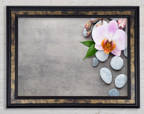Orchid beauty zen stones Framed Print