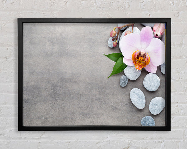 Orchid beauty zen stones Framed Print