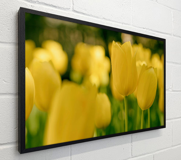 Yellow tulips supreme