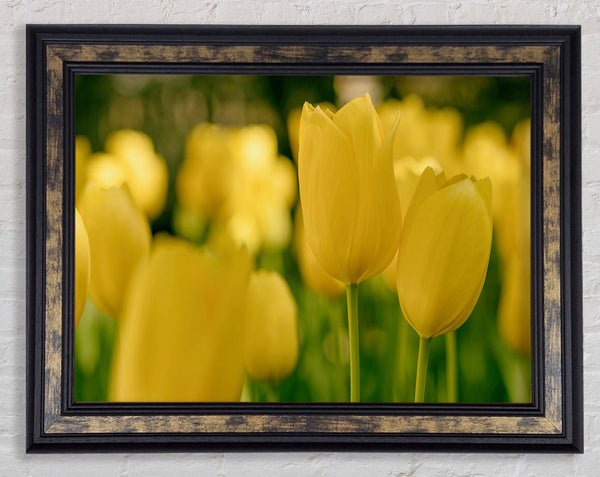 Yellow tulips supreme Framed Print