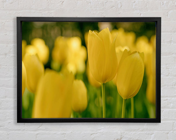 Yellow tulips supreme Framed Print