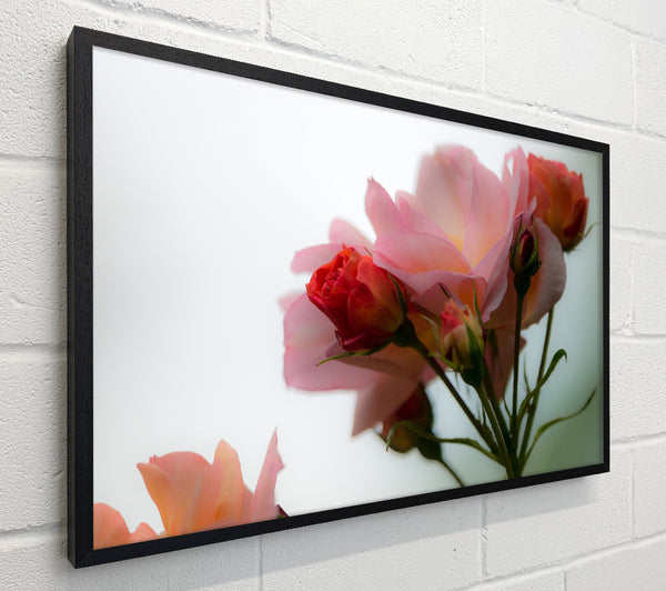 An array of pink flowers