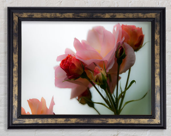 An array of pink flowers Framed Print
