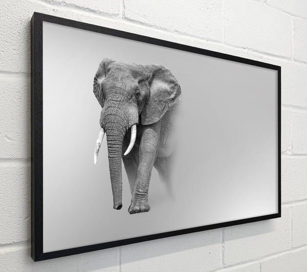 Elephant In The Mist