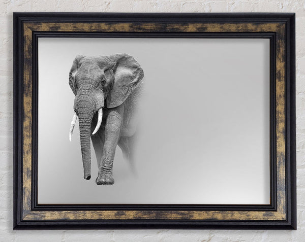 Elephant In The Mist Framed Print