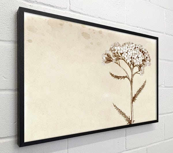 Floral Beauty Sepia