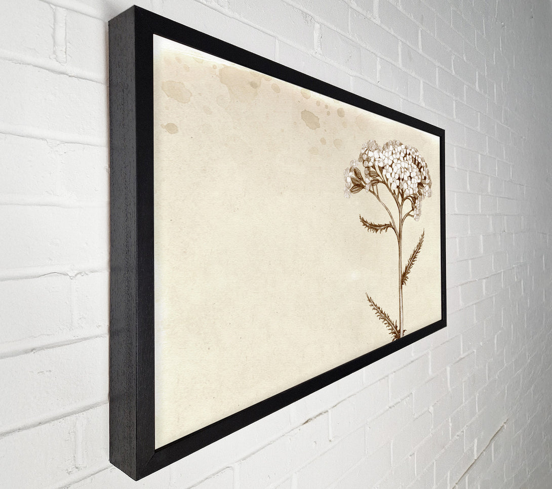  A Canvas Print of Floral Beauty Sepia Canvas Wall Art