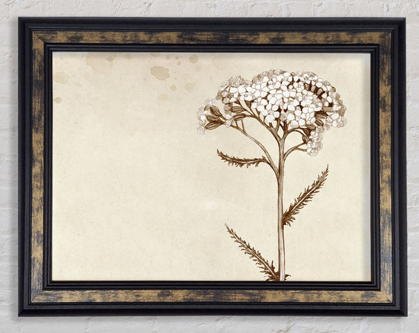Floral Beauty Sepia Framed Print