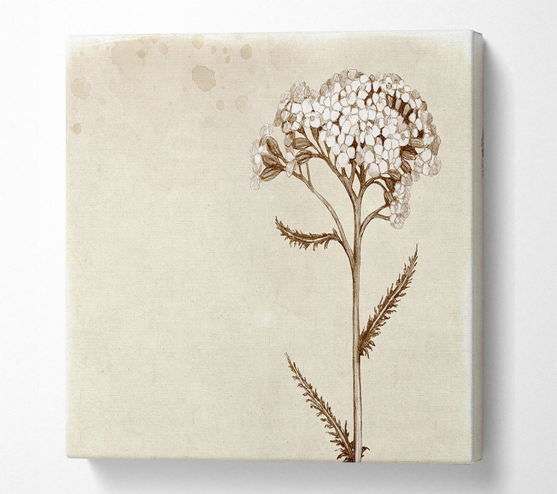  A Canvas Print of Floral Beauty Sepia Canvas Wall Art