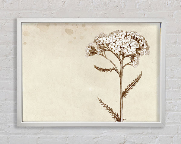 Floral Beauty Sepia Framed Print