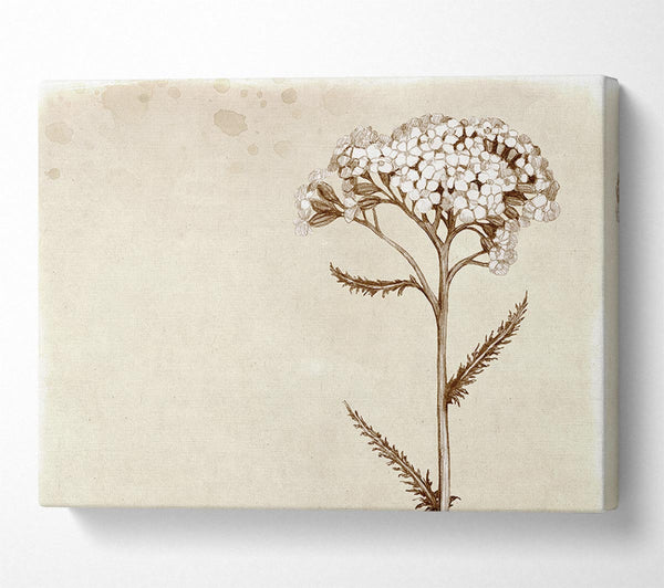  A Canvas Print of Floral Beauty Sepia Canvas Wall Art