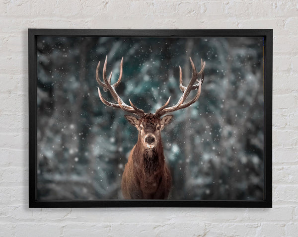 Stag In The Snow Framed Print