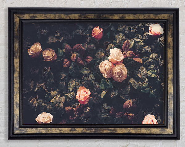 Pale Roses In Soft Greenery Framed Print