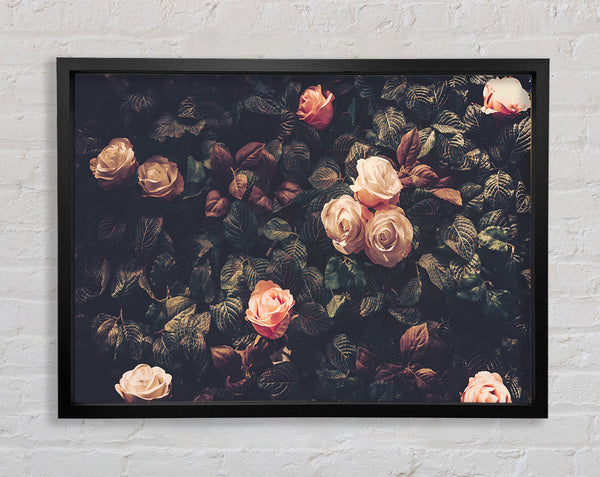Pale Roses In Soft Greenery Framed Print