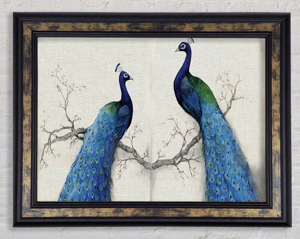The Peacock Duo Framed Print
