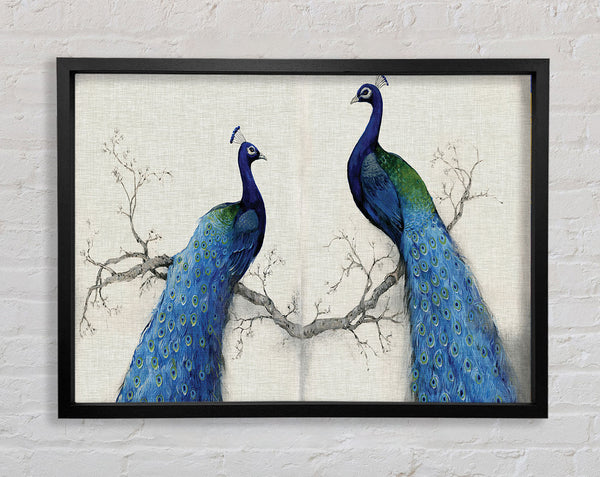 The Peacock Duo Framed Print
