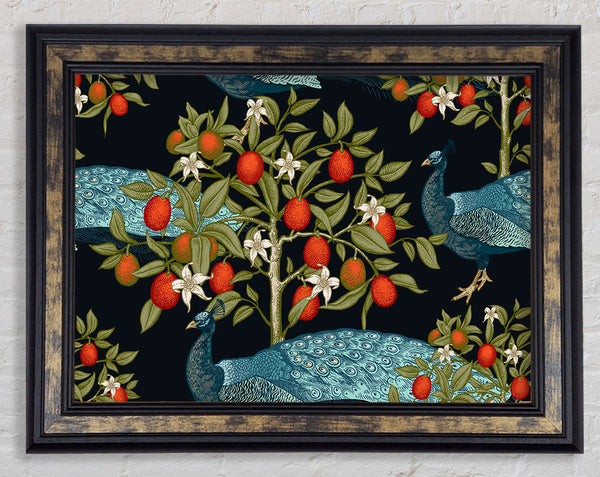The Peacock And Orange Tree Framed Print