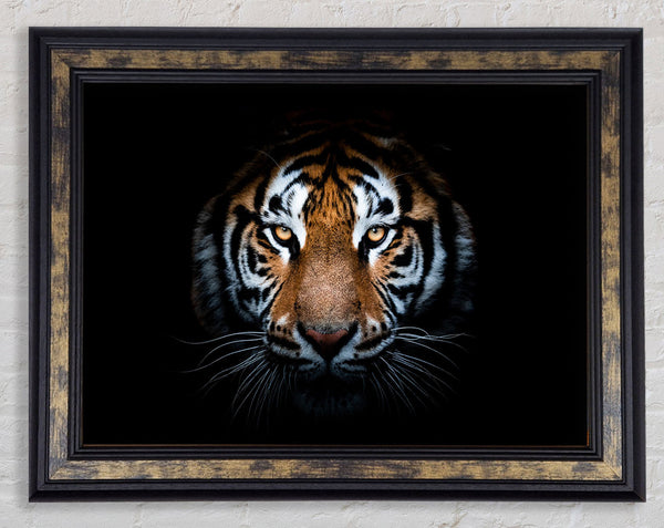 Tiger In The Dark Framed Print