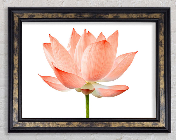 The Peach Flower Beauty Framed Print