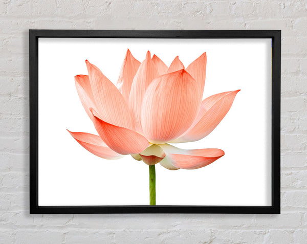 The Peach Flower Beauty Framed Print