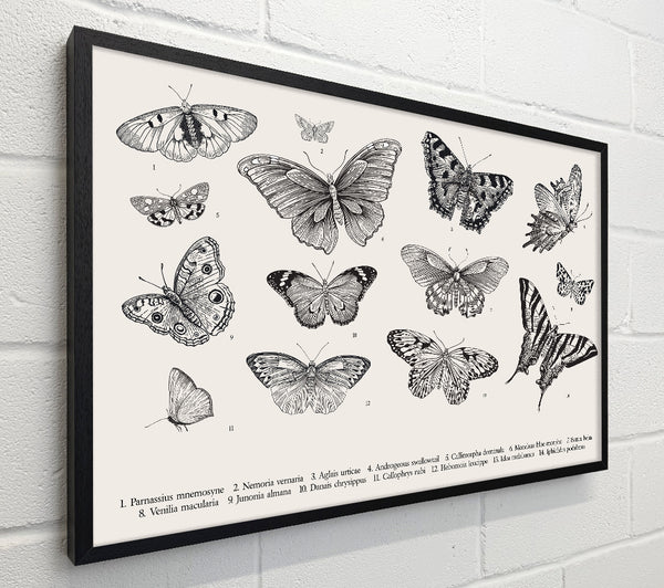 British Butterflies