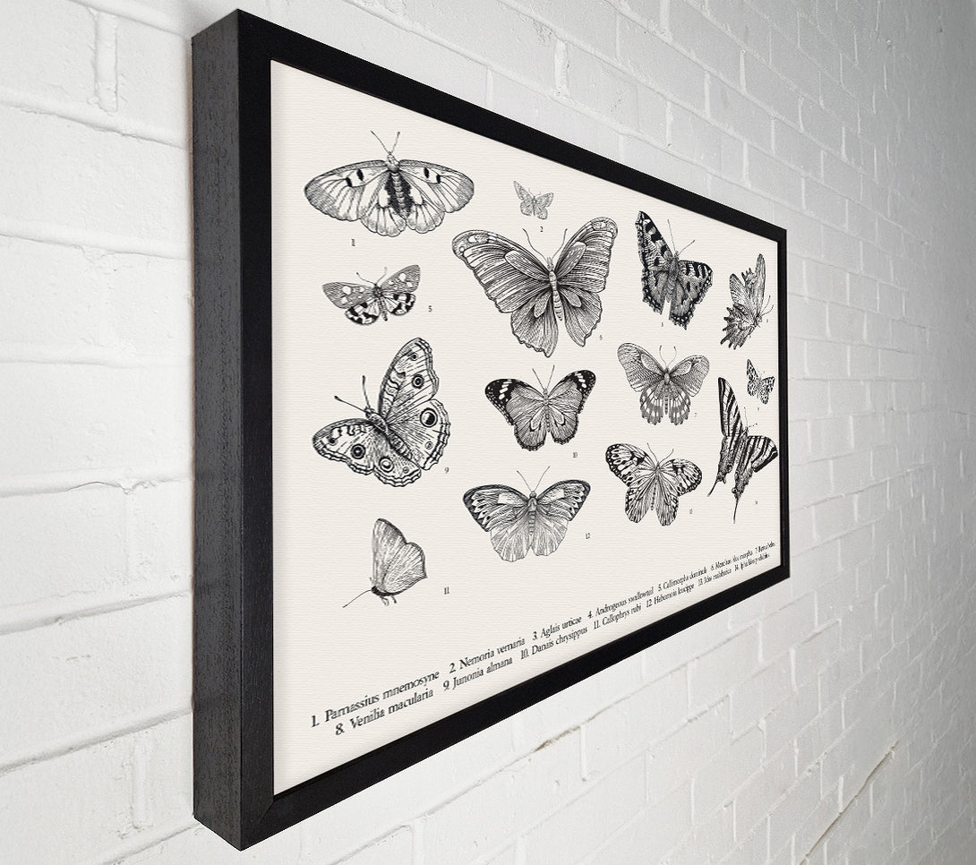  A Canvas Print of British Butterflies Canvas Art
