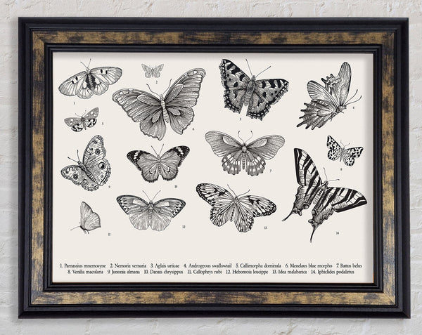 British Butterflies Framed Print
