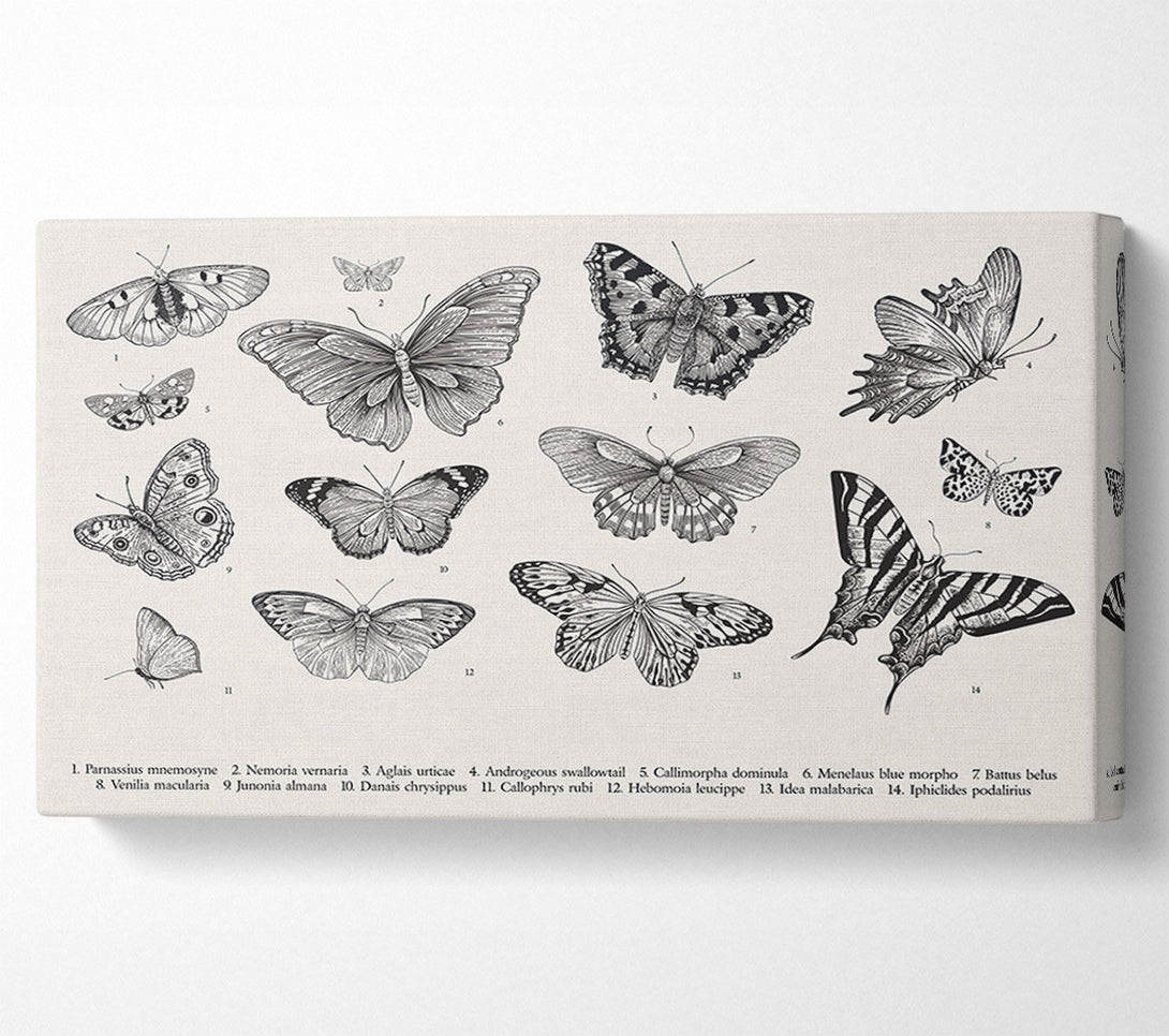  A Canvas Print of British Butterflies Canvas Art