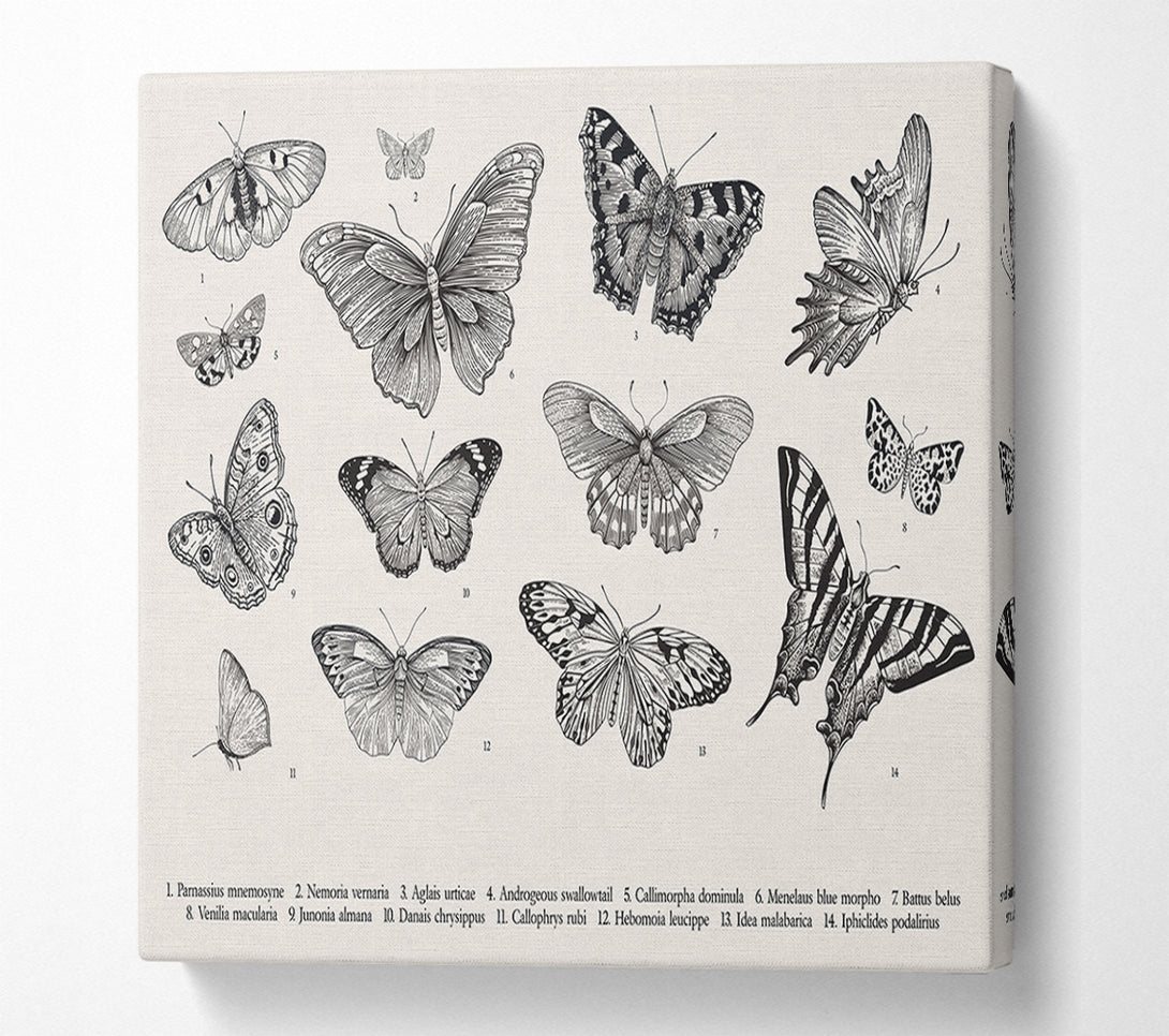  A Canvas Print of British Butterflies Canvas Art