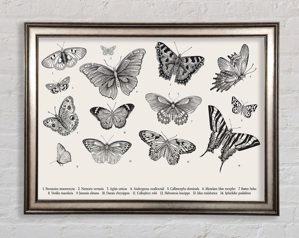 British Butterflies Framed Print