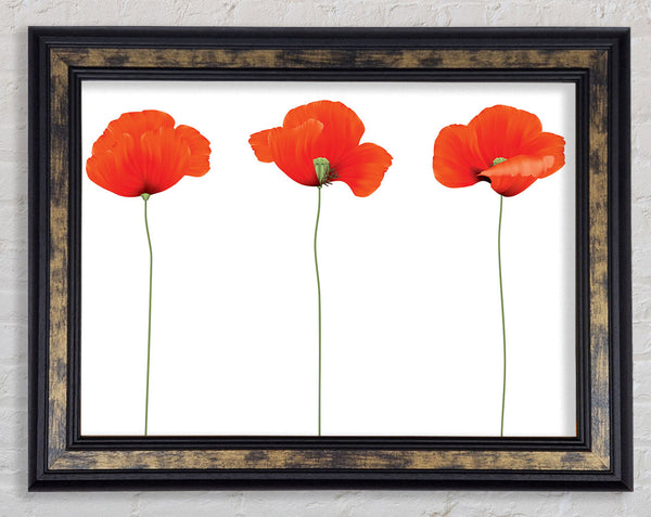 Three Poppies Standing Framed Print