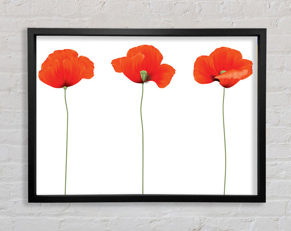 Three Poppies Standing Framed Print