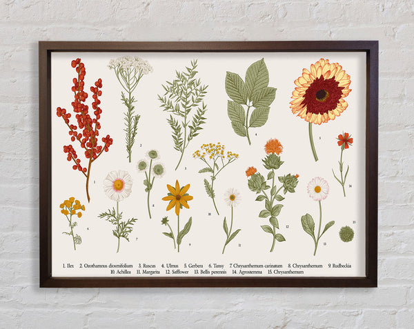 Flower Illustration Handrawn Framed Print