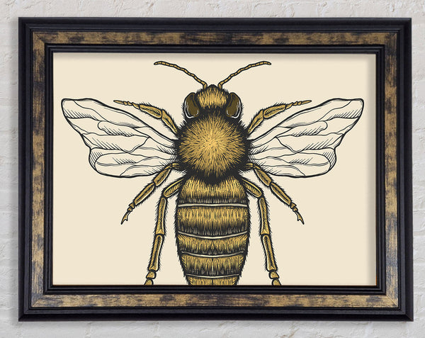 The Lovely Honey Bee Framed Print