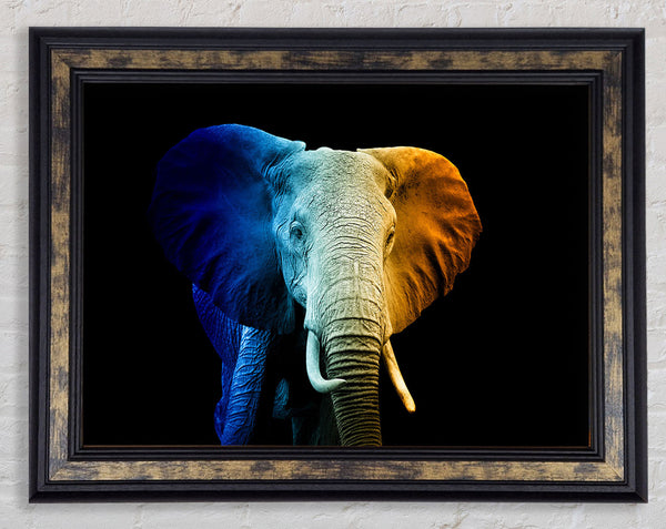 Tri Coloured Elephant Framed Print